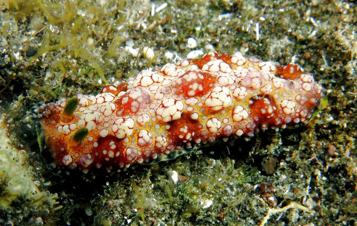 Phyllidiopsis cardinalis
