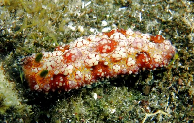 Phyllidiopsis cardinalis