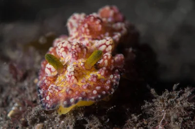 Phyllidiopsis cardinalis