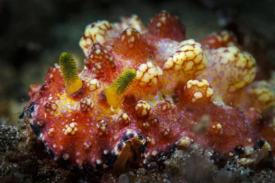 Phyllidiopsis cardinalis Nudibranch