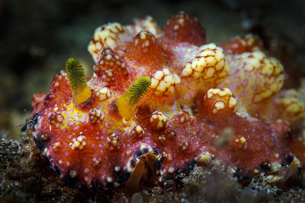 Phyllidiopsis cardinalis Nudibranch