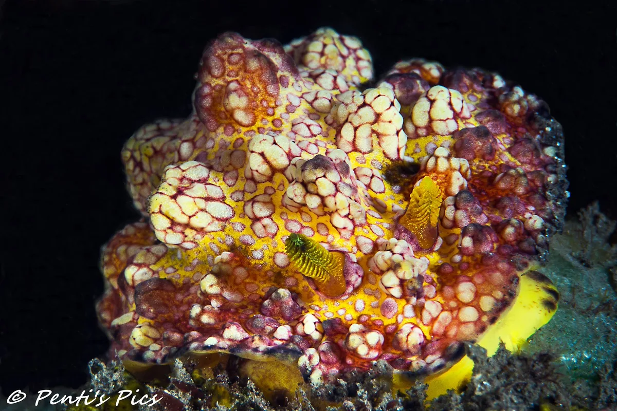 Phyllidiopsis cardinalis