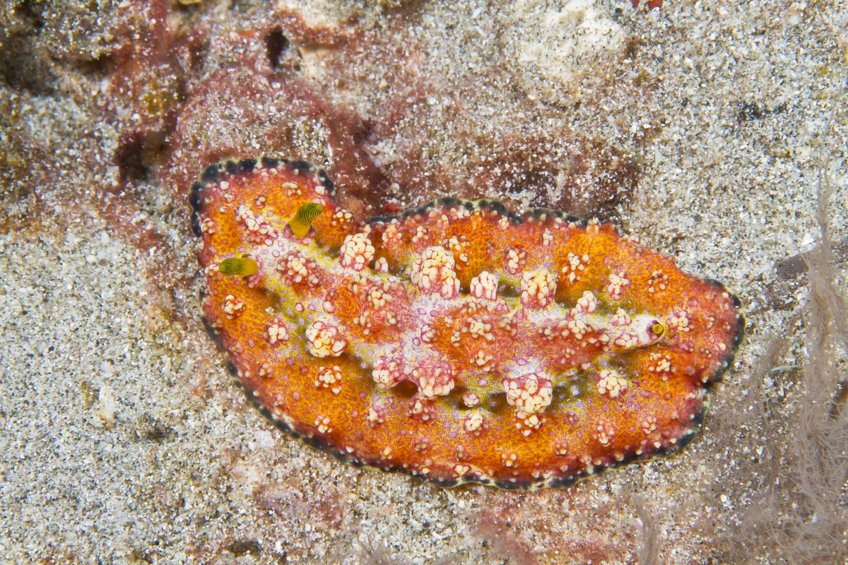 Phyllidiopsis cardinalis