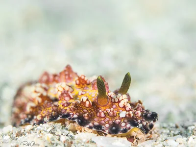 Cardinal Phyllidiopsis - Phyllidiopsis cardinalis