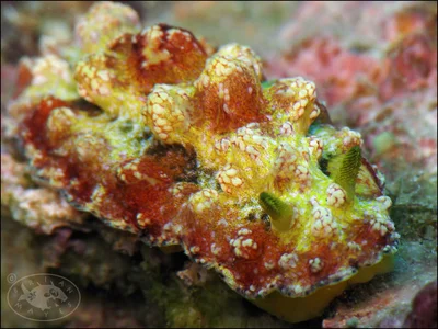 Nudibranch (Phyllidiopsis cardinalis)
