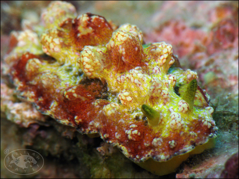 Nudibranch (Phyllidiopsis cardinalis)