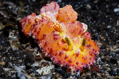 Phyllidiopsis cardinalis. Tulamben. Bali.
