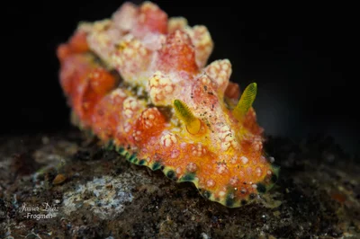 Phyllidiopsis cardinalis. Tulamben. Bali.