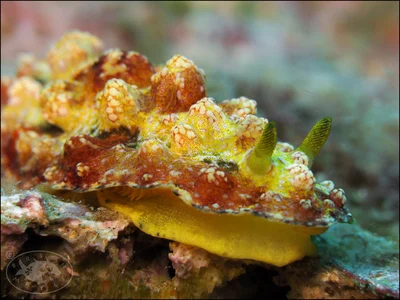 Nudibranch (Phyllidiopsis cardinalis)