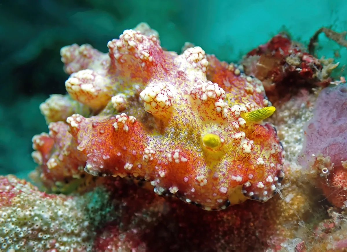 Phyllidiopsis cardinalis
