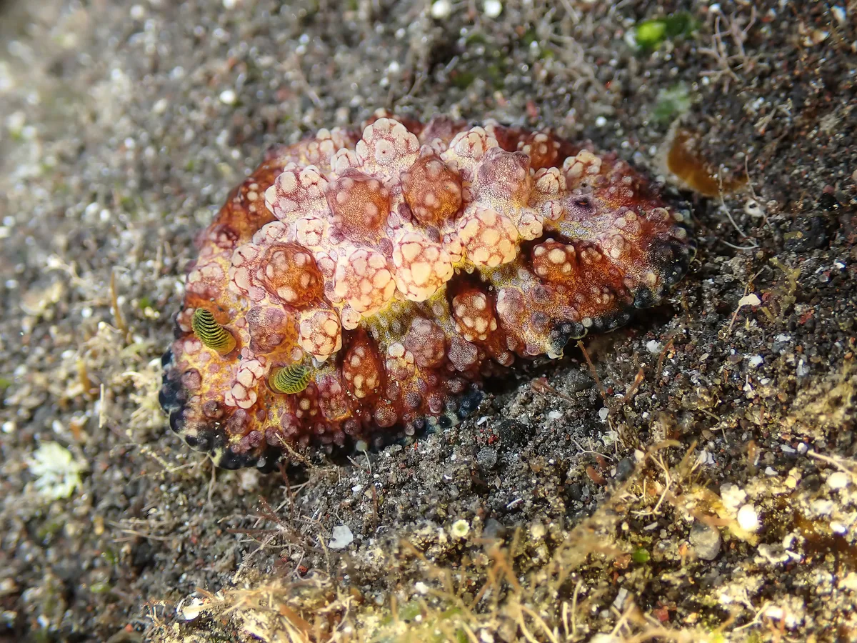 Phyllidiopsis cardinalis