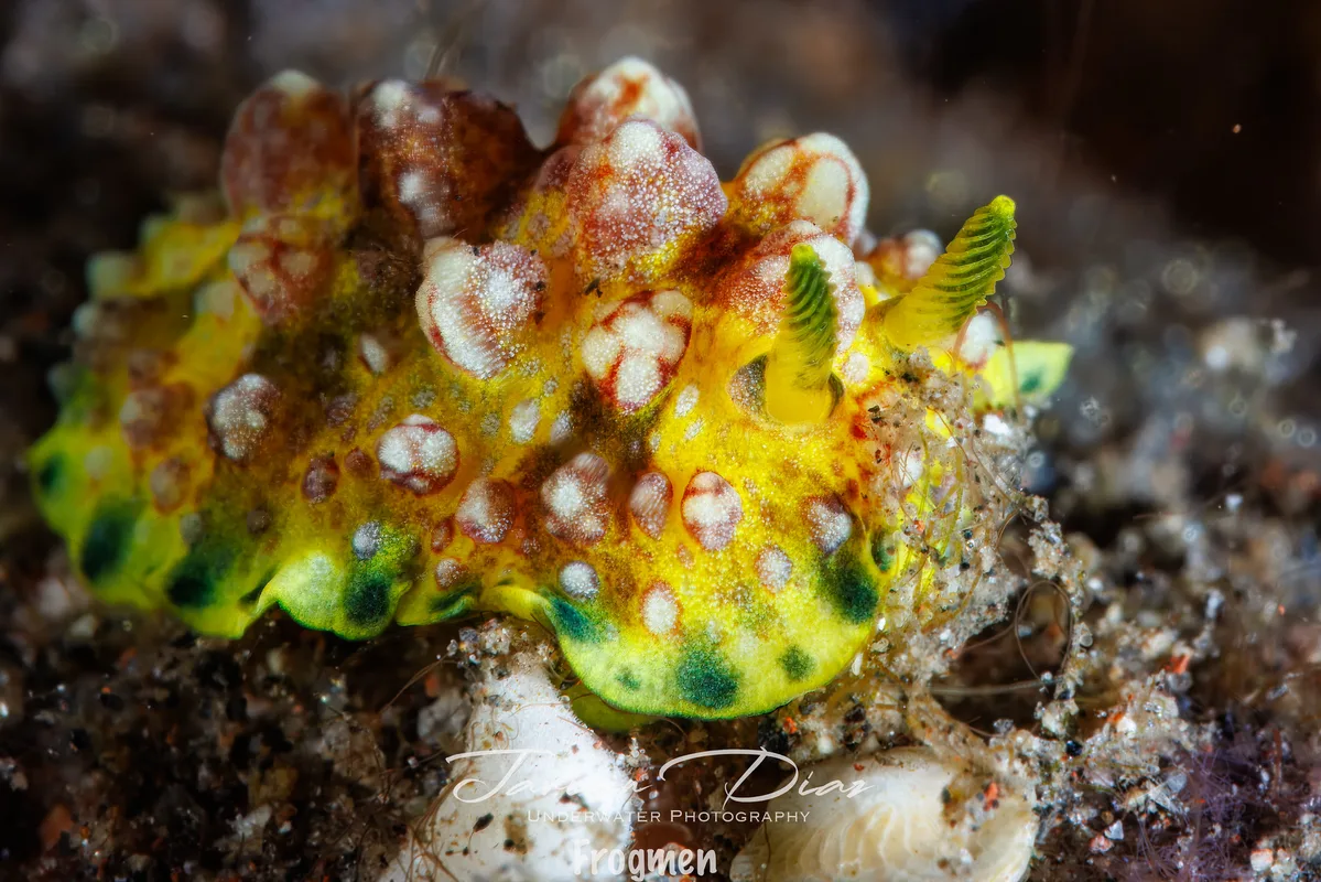 Phyllidiopsis cardinalis. Tulamben. Bali.