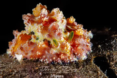 Phyllidiopsis cardinalis. Tulamben. Bali.