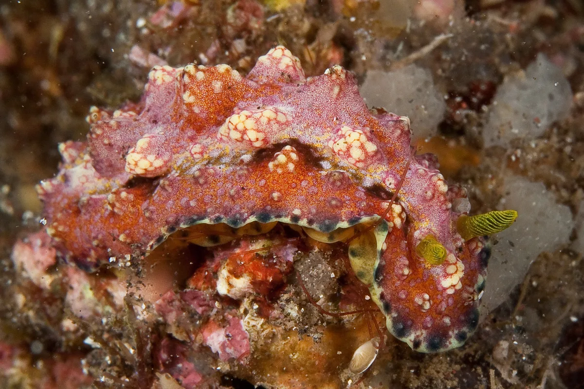 Phyllidiopsis cardinalis 03 - Nudi Pixel