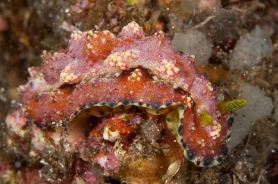 Phyllidiopsis cardinalis 03 - Nudi Pixel