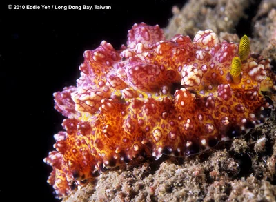 Phyllidiopsis cardinalis, 紅疣葉海蛞蝓