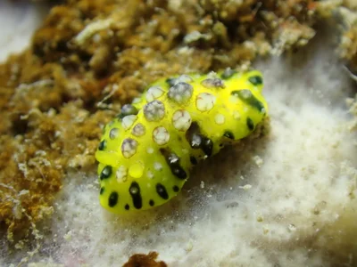 Phyllidiopsis cardinalis - 香港