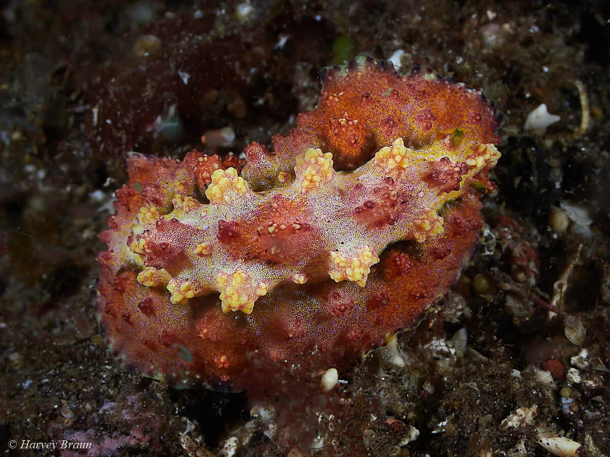 Phyllidiopsis cardinalis - Karang Asem, Bali, Indonesia
