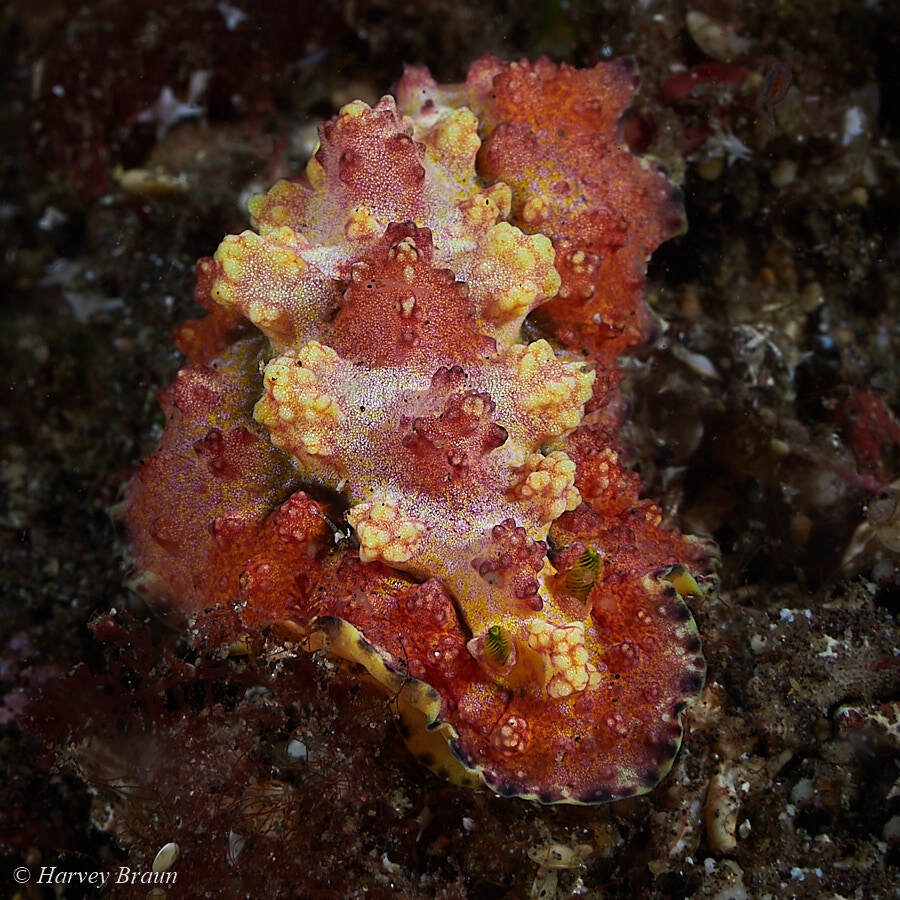 Phyllidiopsis cardinalis - Karang Asem, Bali, Indonesia