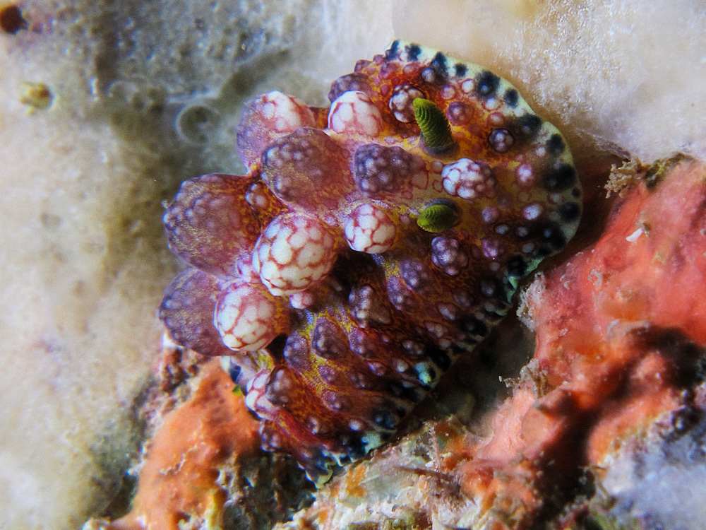 Phyllidiopsis cardinalis - Gneering Shoal, Australia