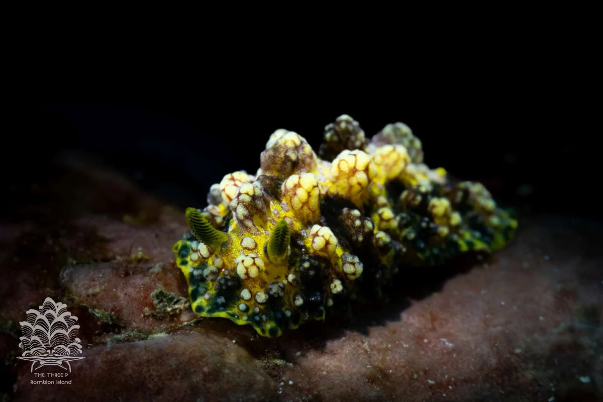Phyllidiopsis cardinalis - Romblon, PH
