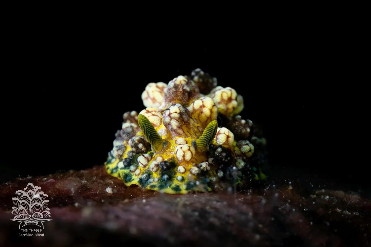 Phyllidiopsis cardinalis - Romblon, PH