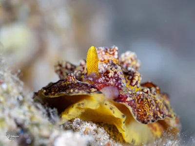 Phyllidiopsis cardinalis - Be'er Sheva, Israel