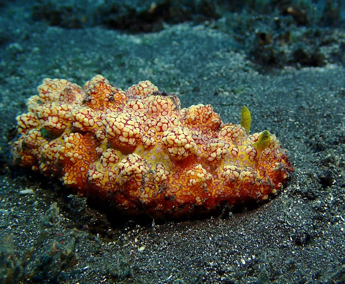 Phyllidiopsis cardinalis - Saint-Paul, RE-PL, RE