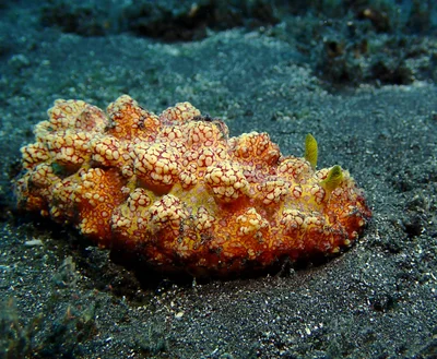 Phyllidiopsis cardinalis - Saint-Paul, RE-PL, RE