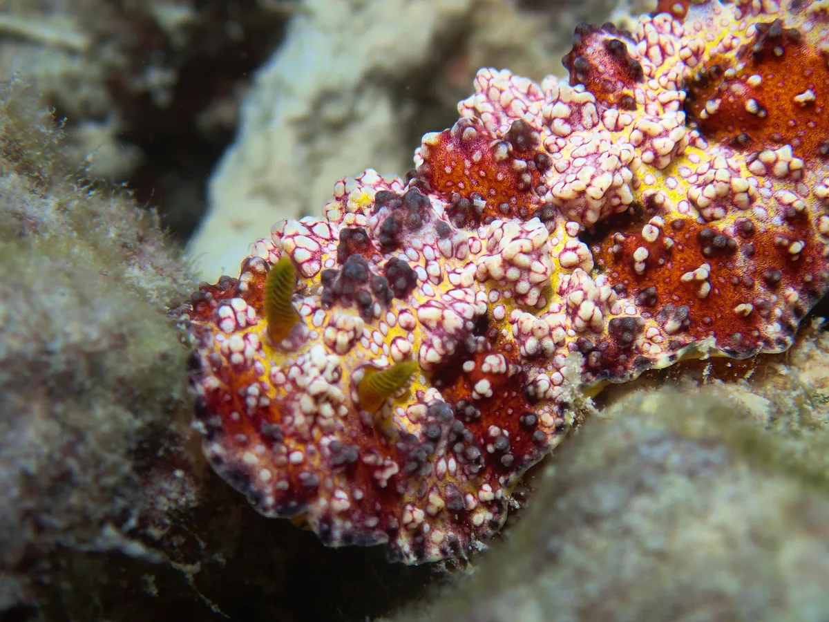 Phyllidiopsis cardinalis - Aquarium dive site