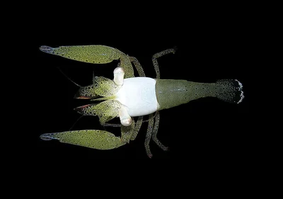 Superb coral shrimp (Coralliocaris superba)