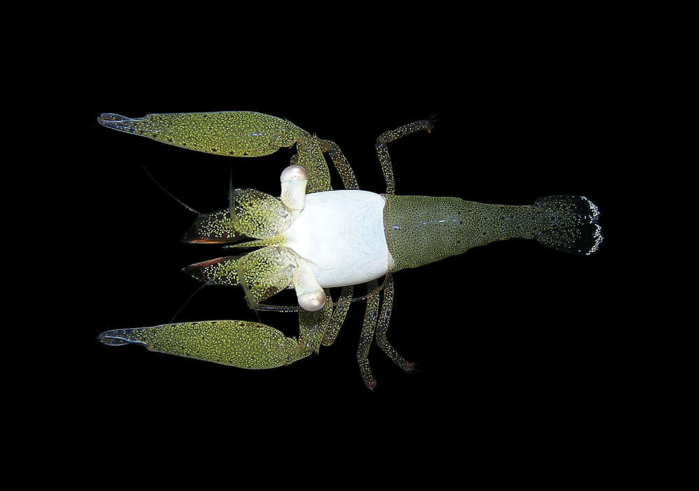 Superb coral shrimp (Coralliocaris superba)