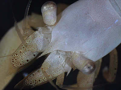 Close-up of Coralliocaris superba, Moorea
