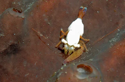 Coralliocaris superba 11 1172