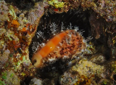 Lyncina carneola - Carnelian cowrie