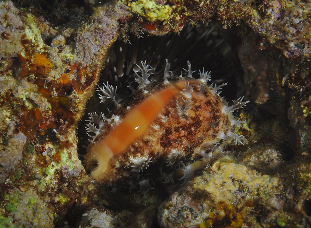Lyncina carneola - Carnelian cowrie
