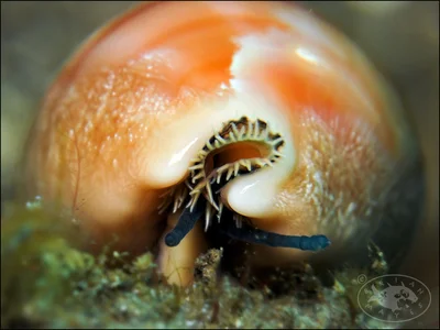 Carnelian Cowrie (Lyncina carneola)