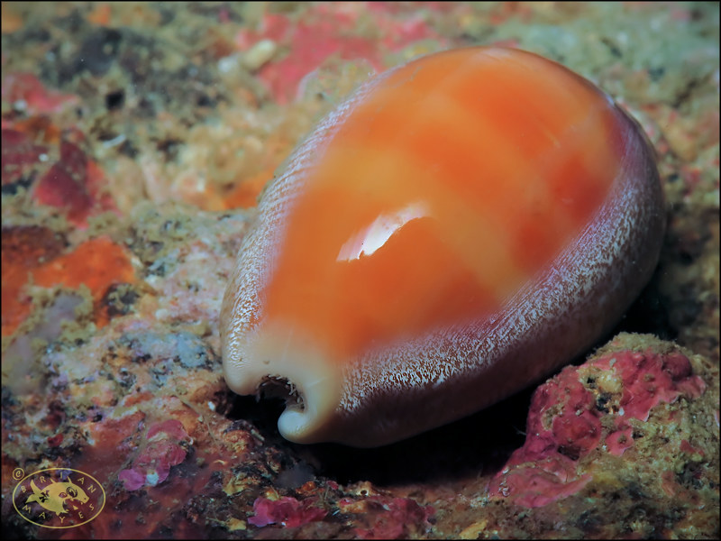 Carnelian Cowrie (Lyncina carneola)