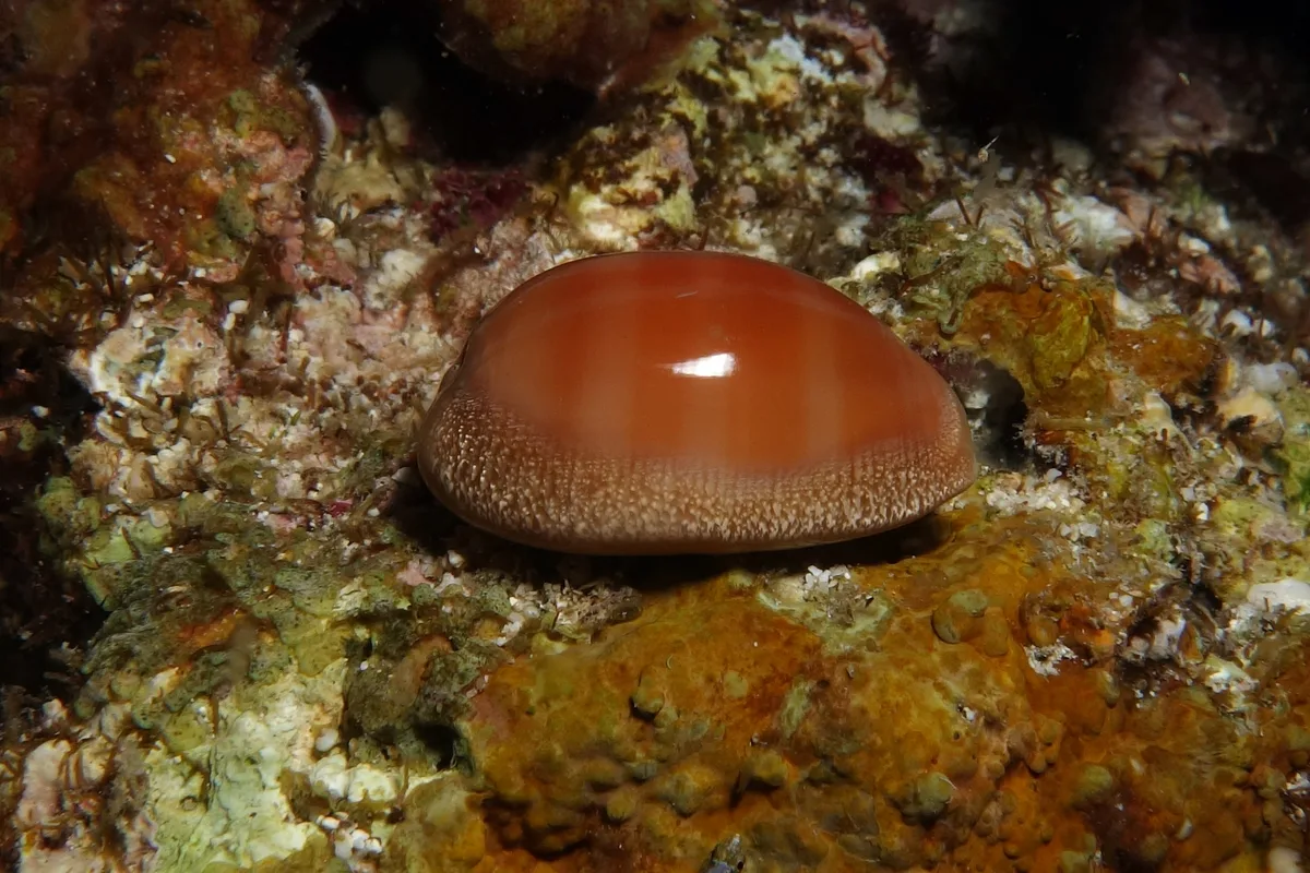 Carnelian Cowrie, Lyncina carneola (Linnaeus, 1758)
