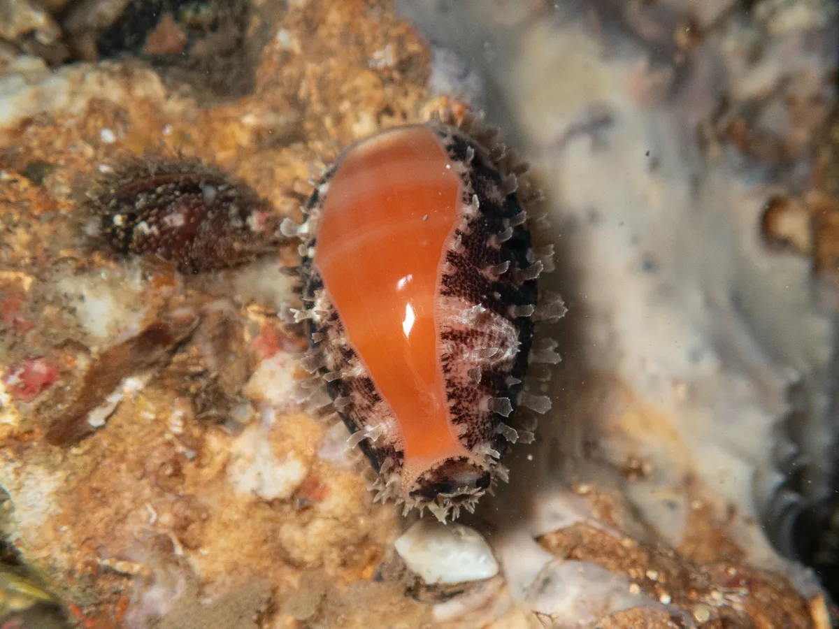 Lyncina carneola - Kindara St, Amity, QLD, AU