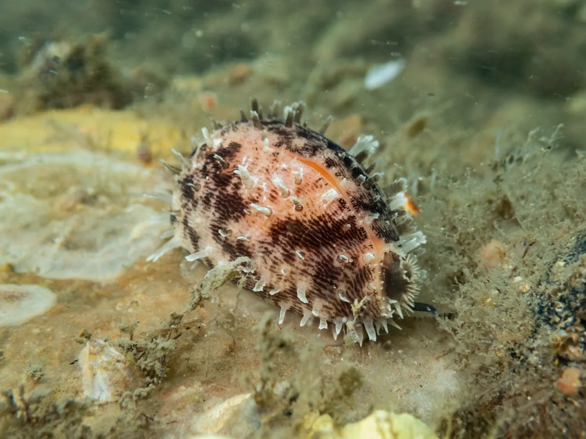 Lyncina carneola - Kindara St, Amity, QLD, AU