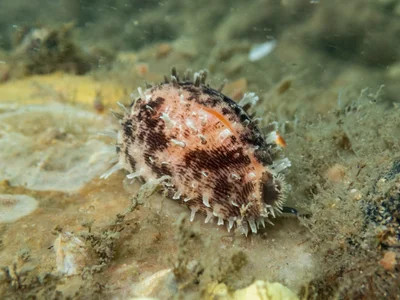 Lyncina carneola - Kindara St, Amity, QLD, AU