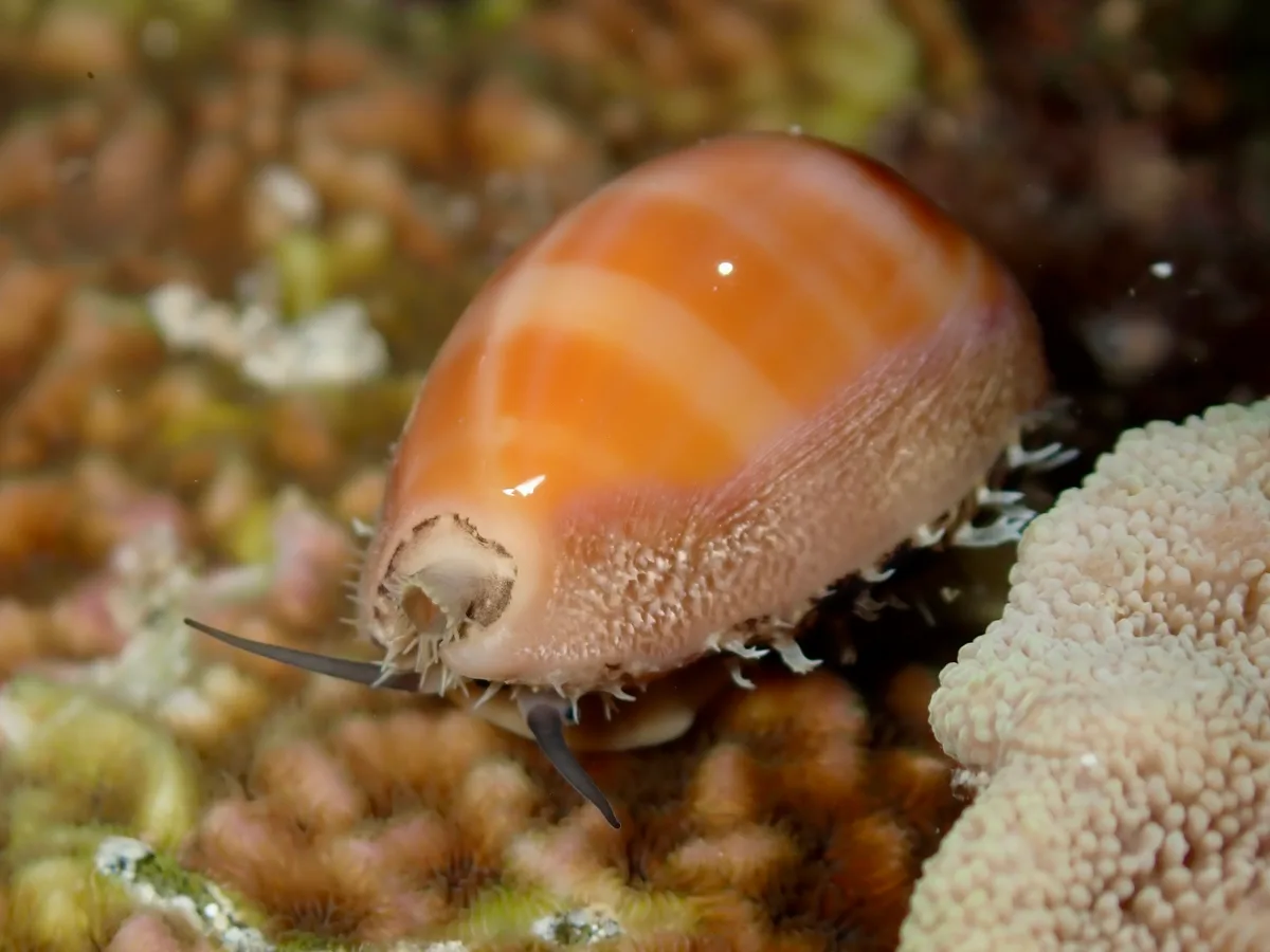 Lyncina carneola - Westerlies Vessel Anchorage, Northern Mariana Islands, MP