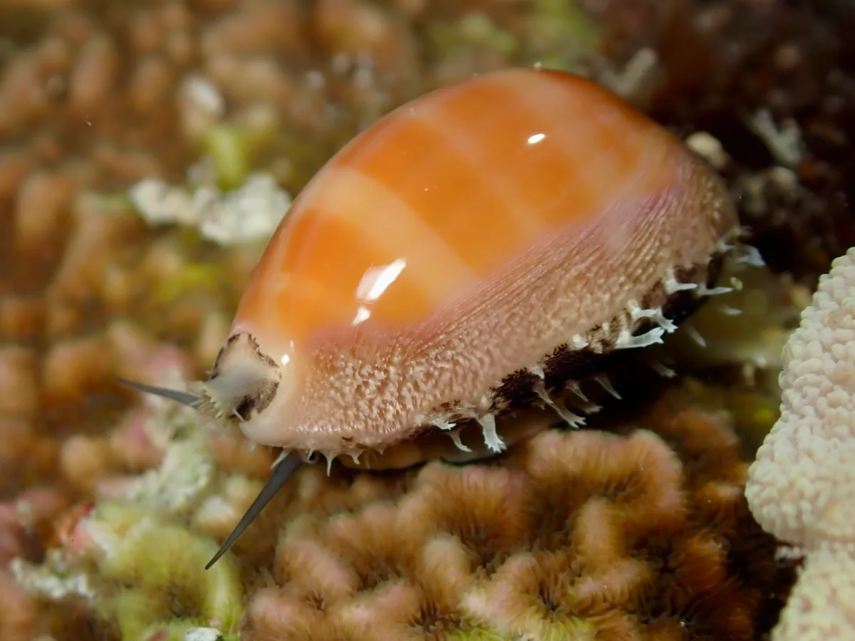 Lyncina carneola - Westerlies Vessel Anchorage, Northern Mariana Islands, MP