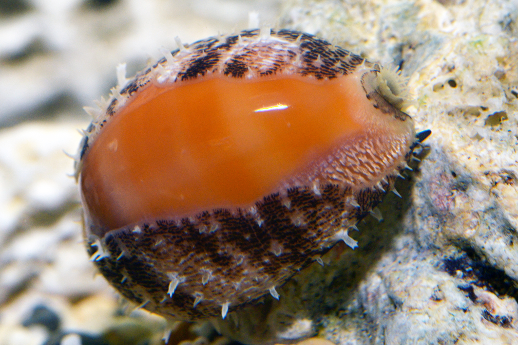 Lyncina carneola - Pamandzi, Mayotte