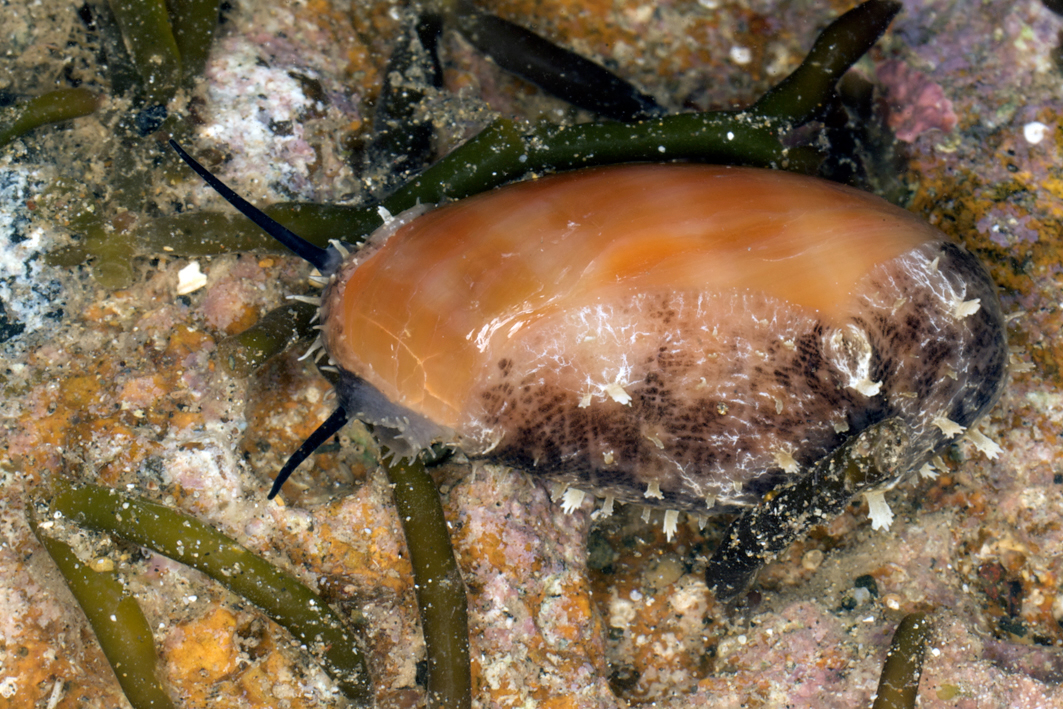 Lyncina carneola - Pamandzi, Mayotte