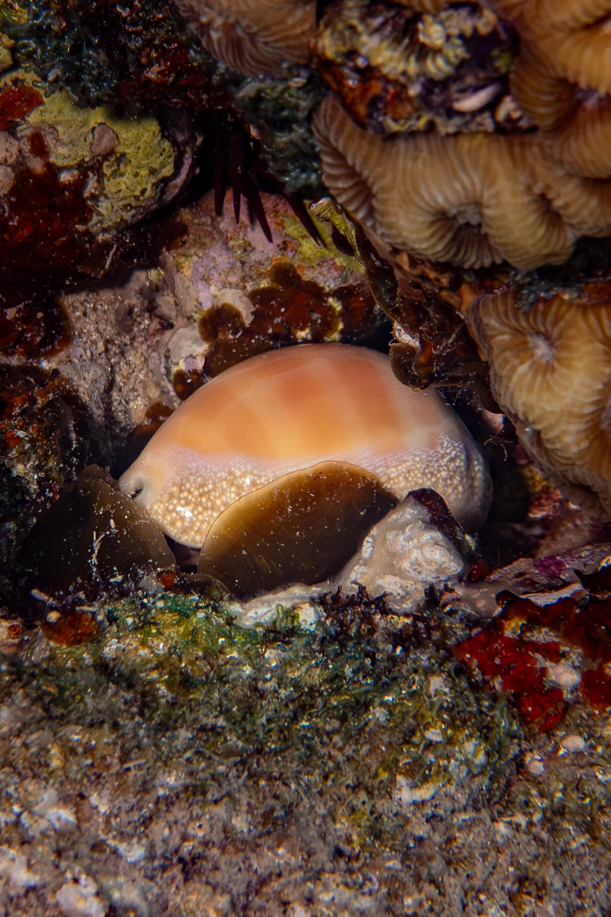 Lyncina carneola - Beersheba, Israel