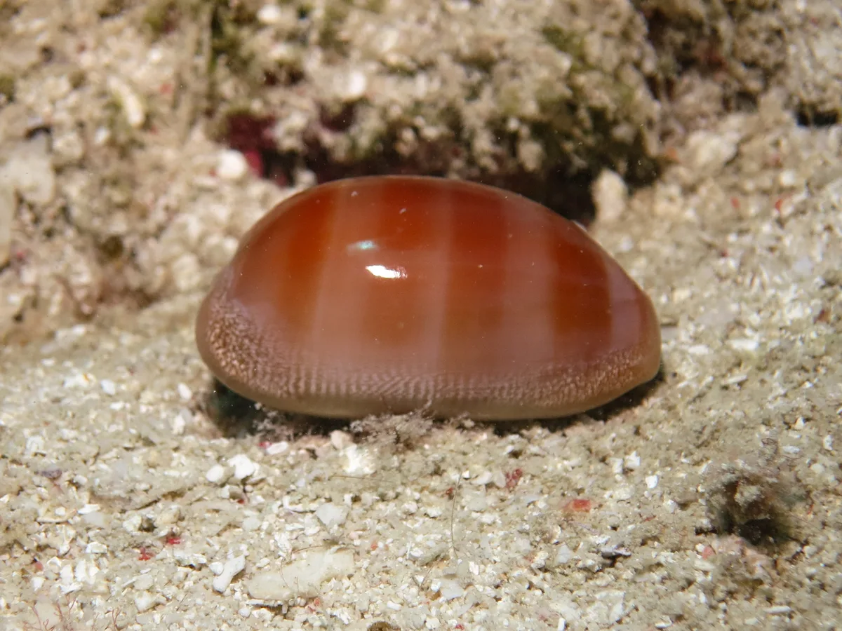 Lyncina carneola - Tongue Reef, QLD