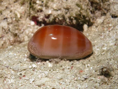 Lyncina carneola - Tongue Reef, QLD