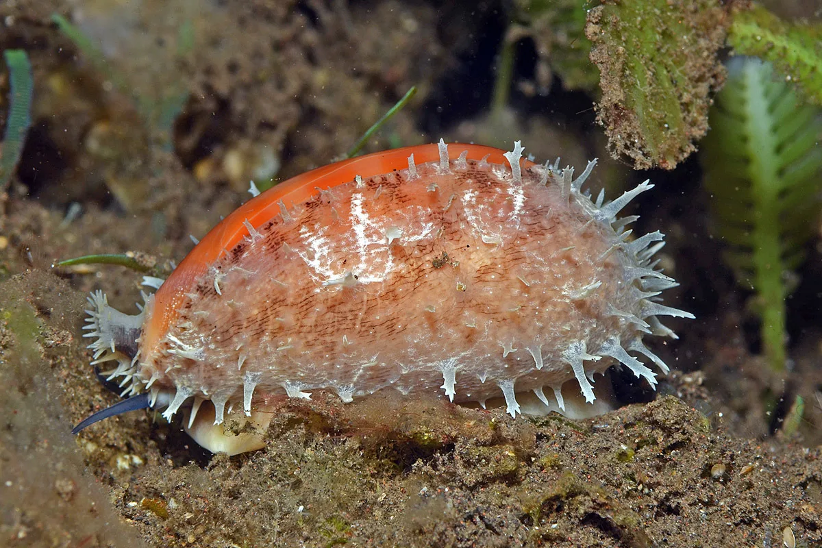 Lyncina carneola - Tianyar, Kubu, Karangasem Regency, Bali, Indonesia